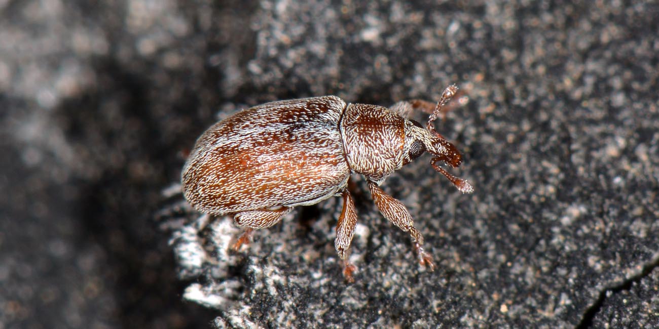 Curculionidae: Ellescus scanicus